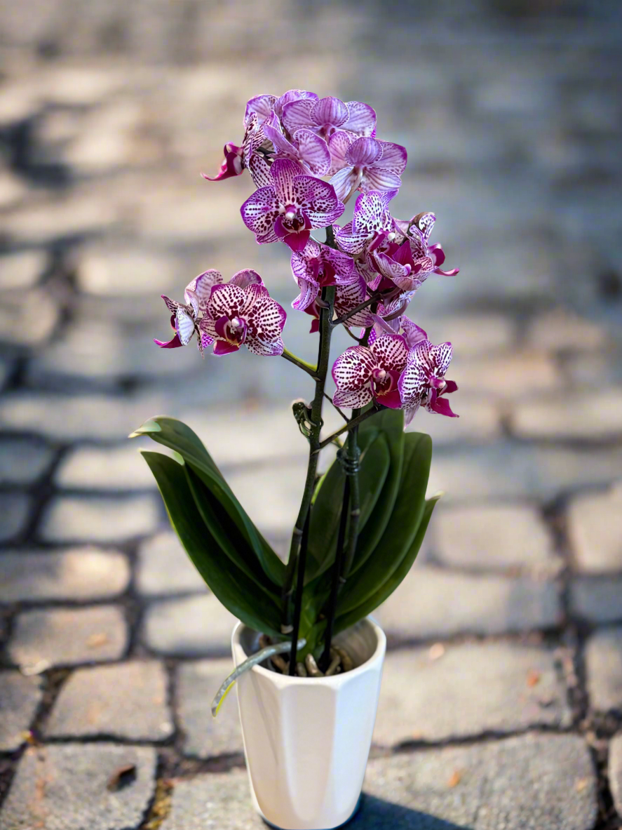 Phalenopsis Miniature Orchid