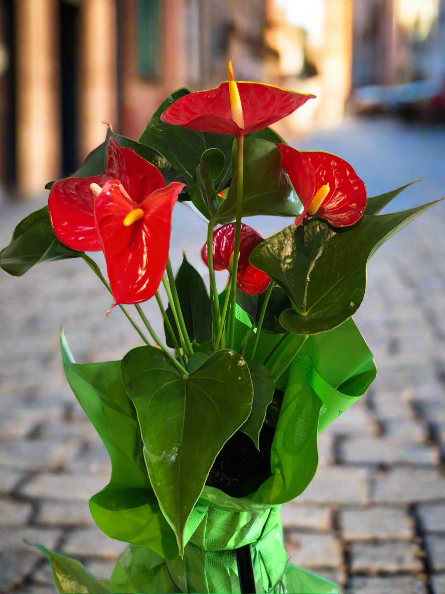 Spathiphyllum (Anthurium red)