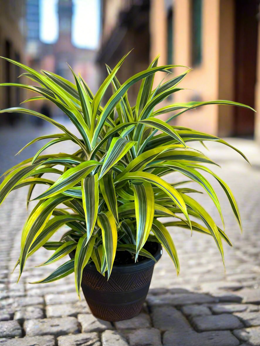 Assorted Plants