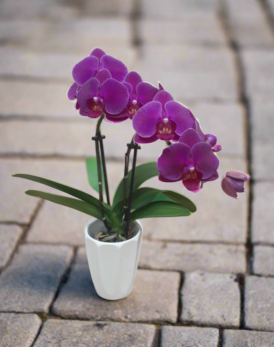 Phalenopsis Miniature Orchid