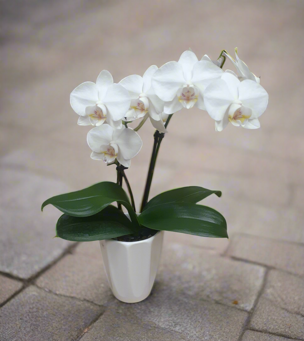 Phalenopsis Miniature Orchid