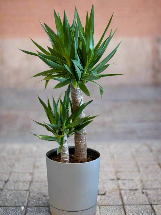 Yucca Elephantipes (Cane)