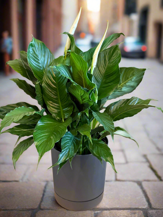 Spathiphyllum (Peace Lily)