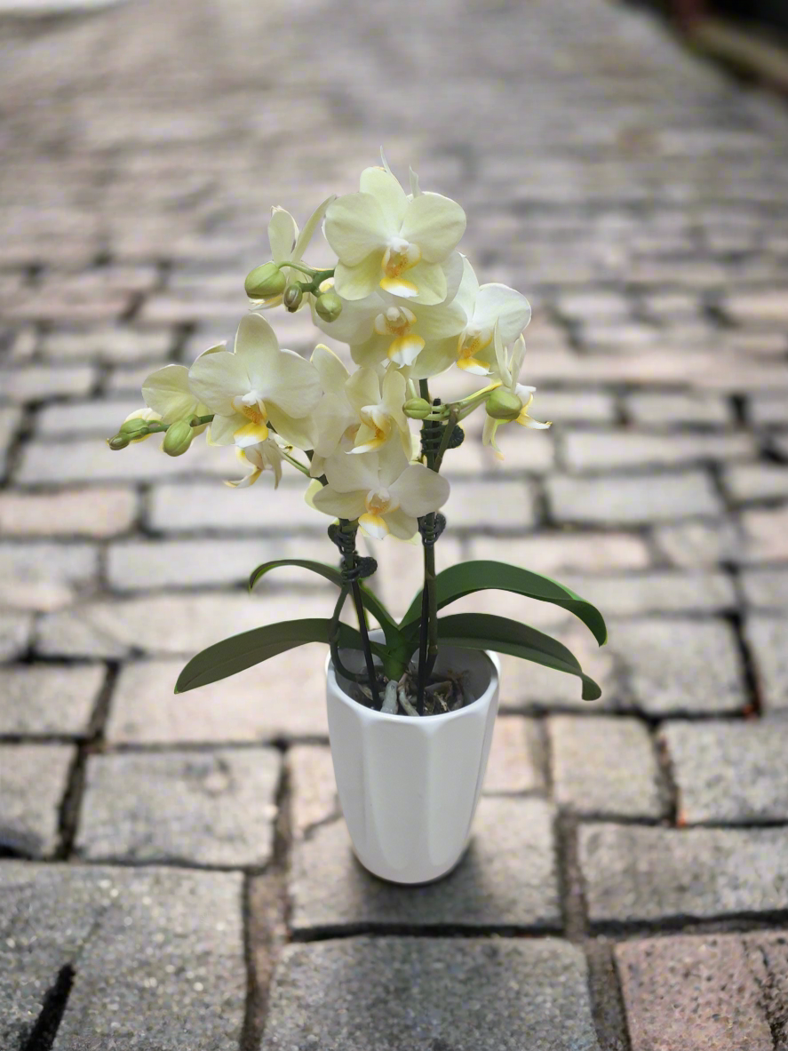 Phalenopsis Miniature Orchid