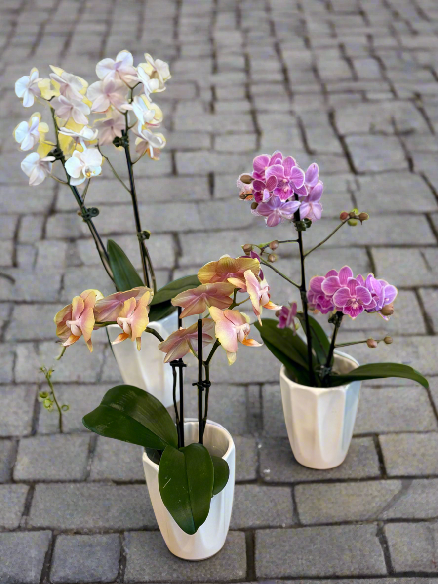 Phalenopsis Miniature Orchid