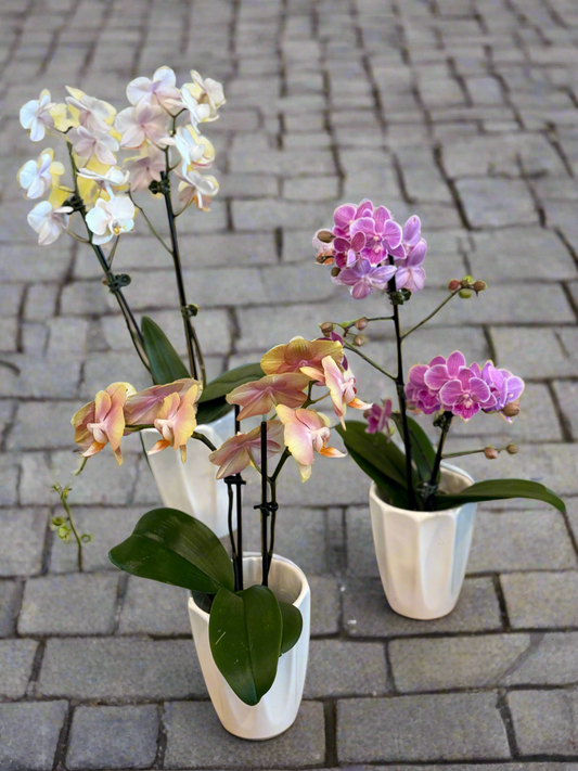 Phalenopsis Miniature Orchid