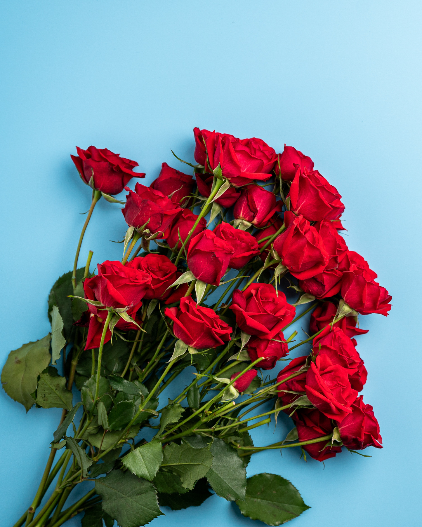 RB01Red - Bouquet of Red Roses, Long Stem
